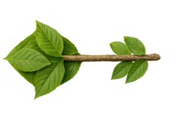 Green leaves and natural stick forming an arrow pointing left, symbolizing eco-friendly direction and sustainable growth