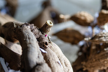 Close-up of dormant dahlia tuber with new pink growth emerging