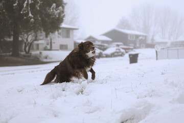 Brown dog bounding through snowy front yard in suburb