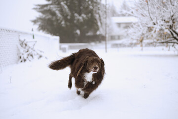 Brown dog running through snowy yard on a winter day