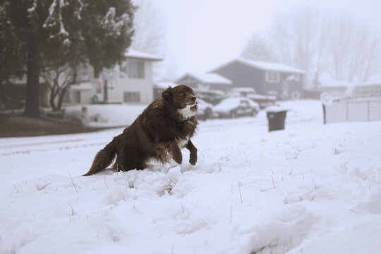 Brown dog bounding through snowy front yard in suburb