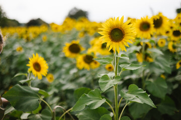 Sunflower in flower fields outside at the farm