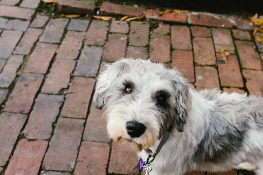 Gray and white schnoodle dog on leash on brick road