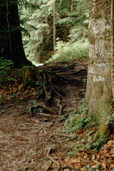 Root-Covered Forest Trail in the Allgäu Alps