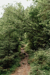 Forest Trail Through Lush Greenery in the Allgäu Mountains