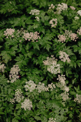 Close-up of blooming cow parsley (Anthriscus sylvestris) in Bavaria