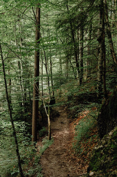 Forest Trail in Haldertobel Gorge, Allg&auml;u Alps