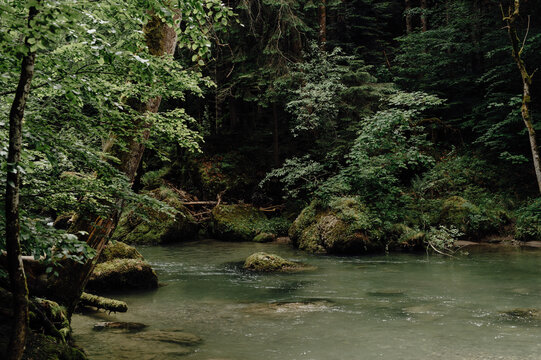 Calm Forest Stream with Mossy Rocks in Haldertobel Gorge, Allgäu Alps