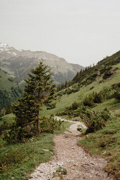 Mountain Trail with Lone Tree in the Allg&auml;u Alps