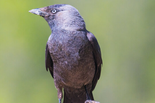Western jackdaw, Coloeus monedula. In profile