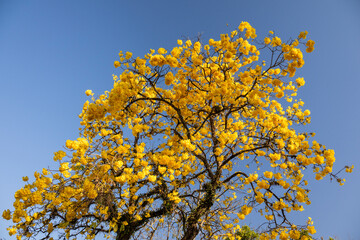 Beautiful view to yellow trumpet tree in historical colonial town