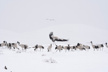 Black-necked Cranes in Heavy Snow at Dashanbao Highland Wetland, Yunnan China