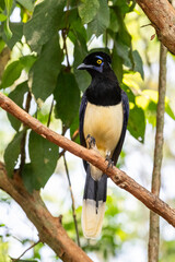 Plush-crested jay bird in Iguassu Falls, border of Brazil