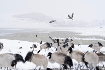 Black-necked Cranes in Heavy Snow at Dashanbao Highland Wetland, Yunnan China