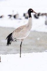 Black-necked Cranes in Heavy Snow at Dashanbao Highland Wetland, Yunnan China