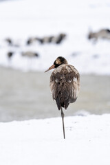 Black-necked Cranes in Heavy Snow at Dashanbao Highland Wetland, Yunnan China