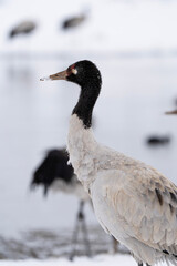 Black-necked Cranes in Heavy Snow at Dashanbao Highland Wetland, Yunnan China