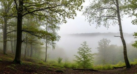 Obraz premium Ethereal morning mist rolling through a lush green hillside forest