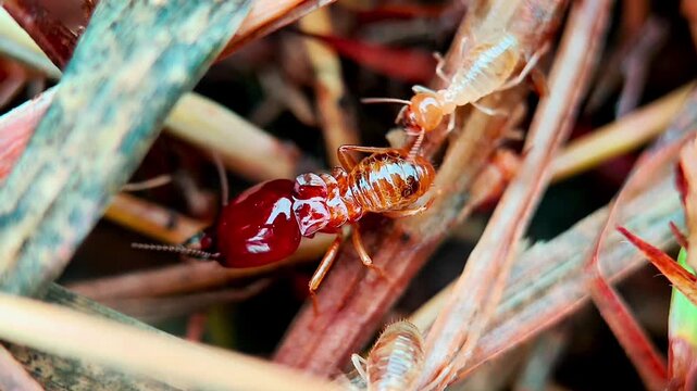 A dynamic glimpse into the hidden world of termites exploring dry grass, showing their constant movement and activity in a natural habitat