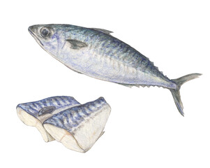 サバとサバの切り身　水彩色鉛筆イラスト