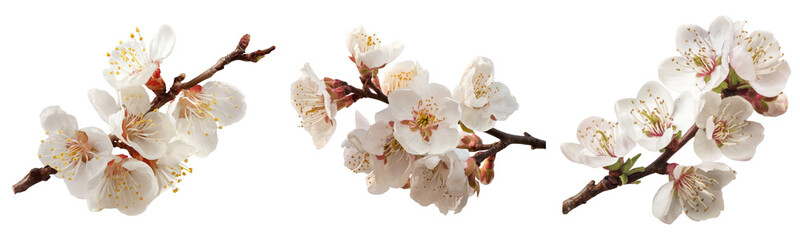 Apricot Blossom Branches Isolated on White Background