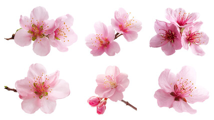 Cherry Blossoms Set Isolated on White Background
