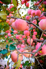 Branch of apple tree with many ripe red apples