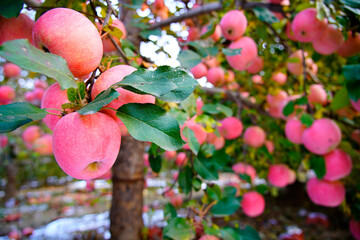 Branch of apple tree with many ripe red apples