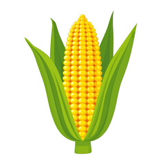 Illustration of a Ripe Corn Cob with Green Leaves on White Background