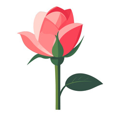 Elegant Vector Illustration of a Blooming Pink Rose on White Background Close Up Blossom of Spring Nature Still Life in Digital Art