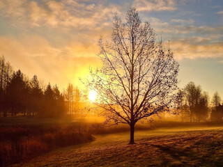 Golden November Daybreak with Single Tree against Morning Sky