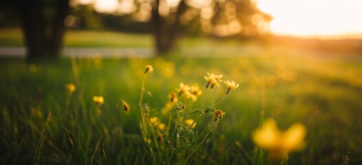 Experience the Serene Beauty of Nature's Golden Hour with Vibrant Yellow Wildflowers Blooming in a Lush Green Meadow, Perfect for Springtime and Summer Designs
