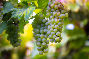 Close-up of ripe green grapes hanging on a vine in soft natural light.