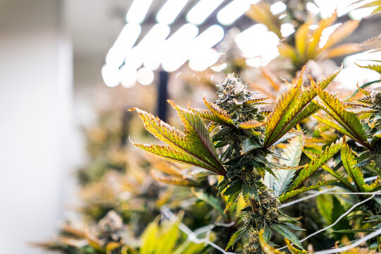 Frosty cannabis bud growing indoors with trellis support, captured in sharp focus as a worker inspects other plants in the blurred background of a commercial horticulture environment.
