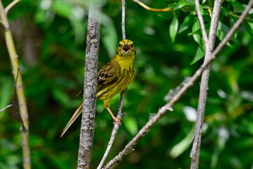 Yellowhammer // Goldammer (Emberiza citrinella) 