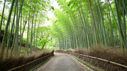 A scenic pathway surrounded by tall, lush bamboo creating a calming tunnel-like atmosphere. Perfect for travel themes, nature documentaries, scenic backgrounds, wellness content