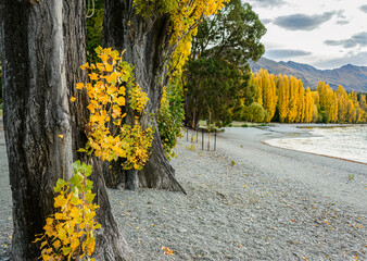 Autumn poplar trees by Lake Wanaka. South Island. New Zealand.