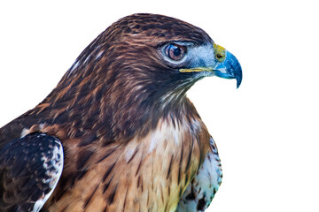 Buteo jamaicensis (Red Tailed Hawk)