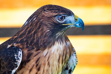 Buteo jamaicensis (Red Tailed Hawk)