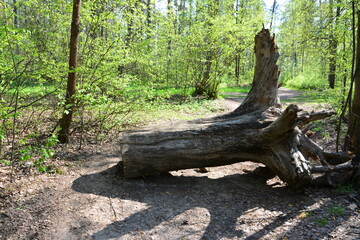 a huge Fallen Log on the forest path in sunny day