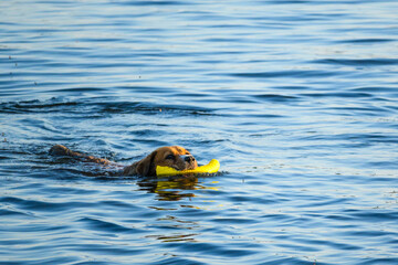 Cheerful Dog Swimming with Yellow Toy in Lake