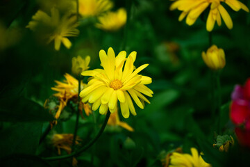 Yellow Marigold Flower Closeup with Lush Green Leafy Background in Summer