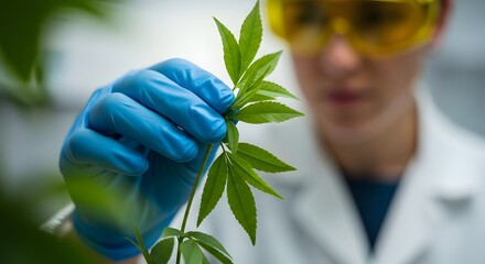 Scientist in lab coat and goggles examines plant leaf