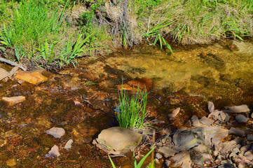 stream in the forest