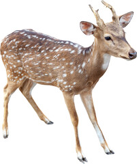 Female Spotted Deer Isolated on Transparent Background PNG