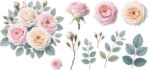 Blush and cream rose floral clipart set with detailed pastel flowers, buds, and leaves for wedding invitations, crafts, decor, and design projects