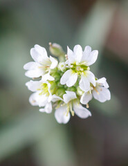 Obraz premium A white flower with green leaves