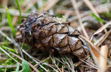 A pine cone is on the ground