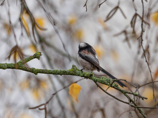 Long Tailed Tit in Germany in Tree with Autumn Colours - Detailed Photos of this small Tit. High quality photo