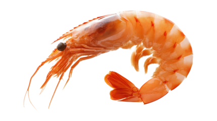 Cooked Shrimp Seafood isolated on a transparent background